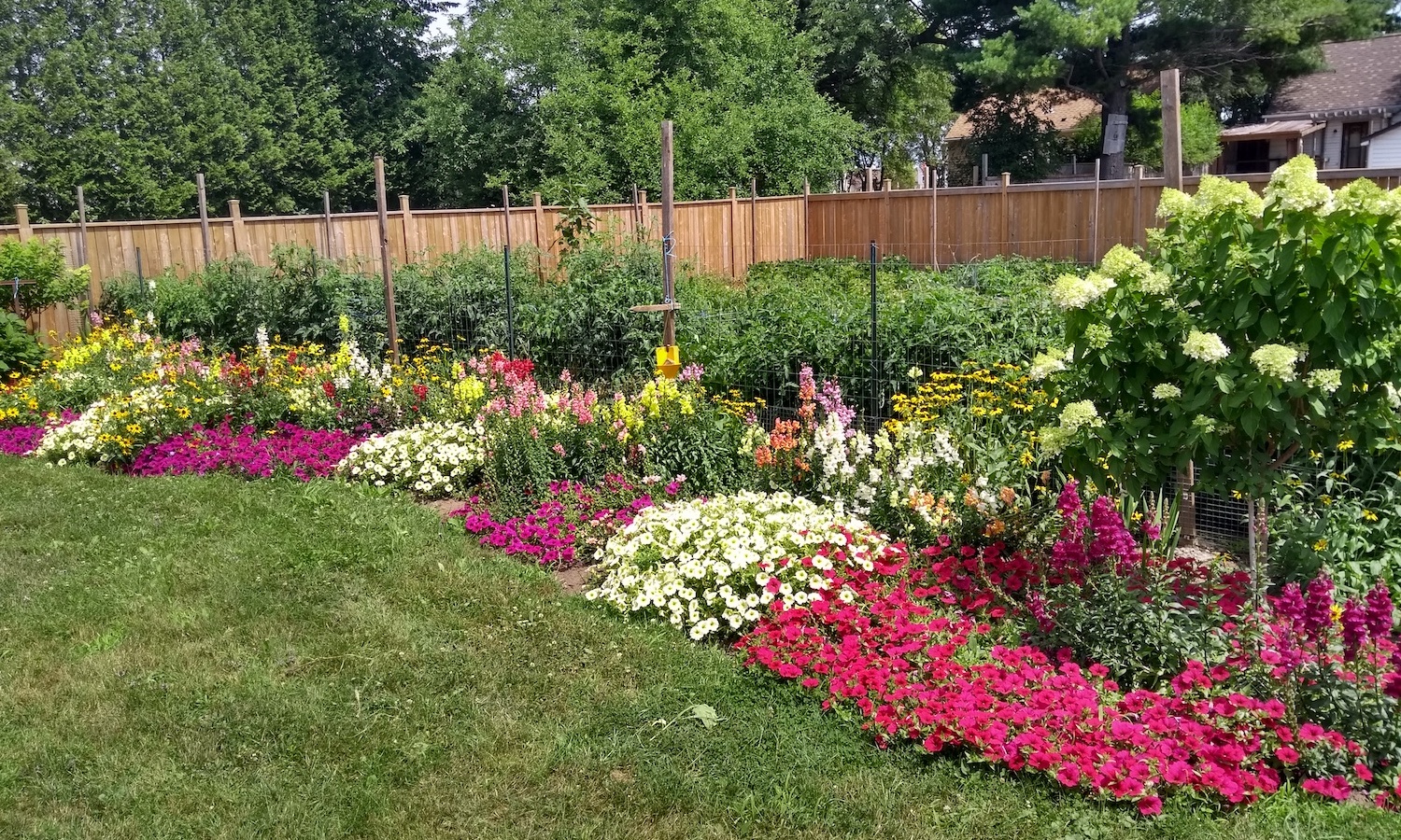 lush flower garden with red and white flowers