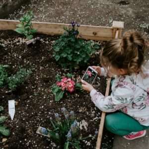 A little girl plants a flower in a raised garden