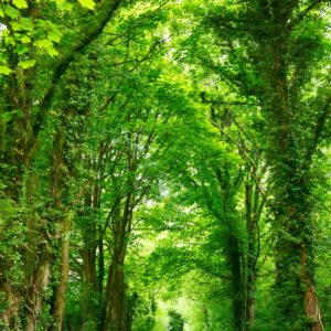 Archway of greenery with a path