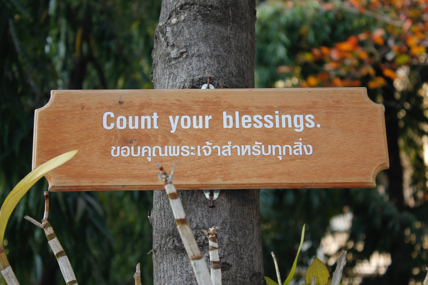 Sign on a tree that reads: Count your blessings in english and and in another language and alphabet