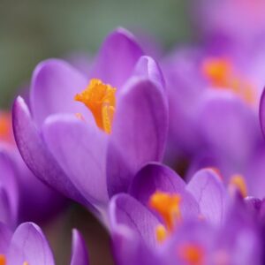 Purple and orange spring flowers