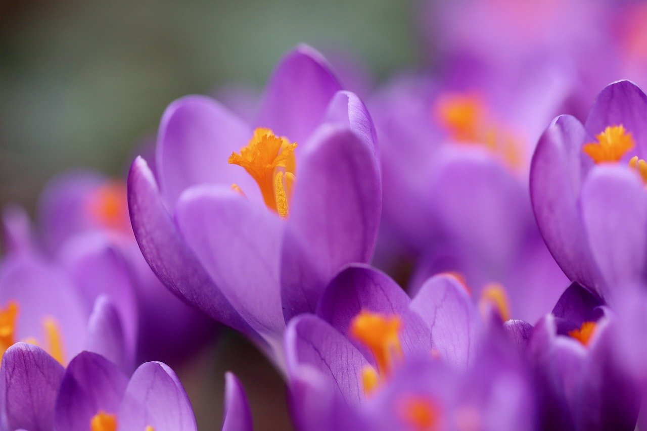 Purple and orange spring flowers