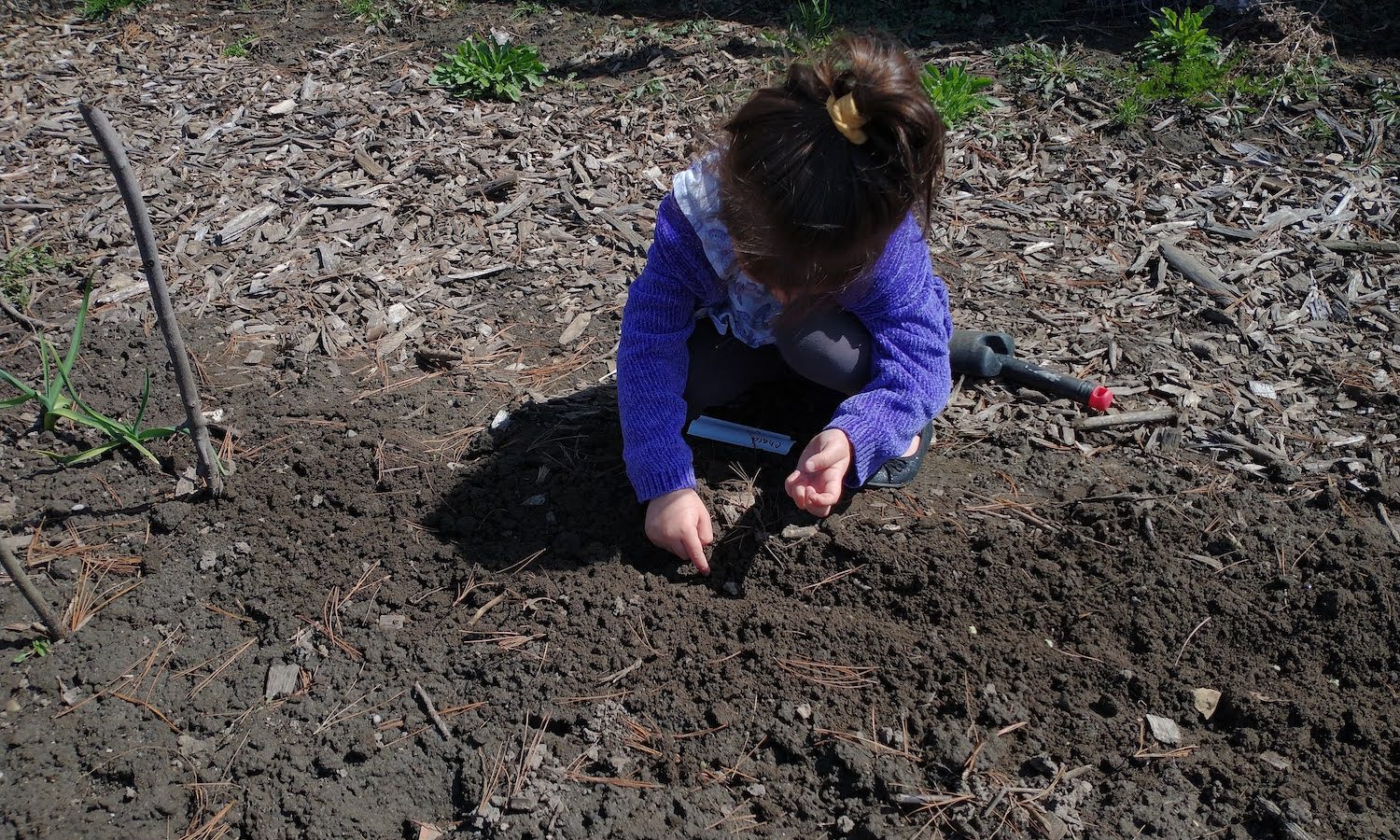 young child planting seeds in earth
